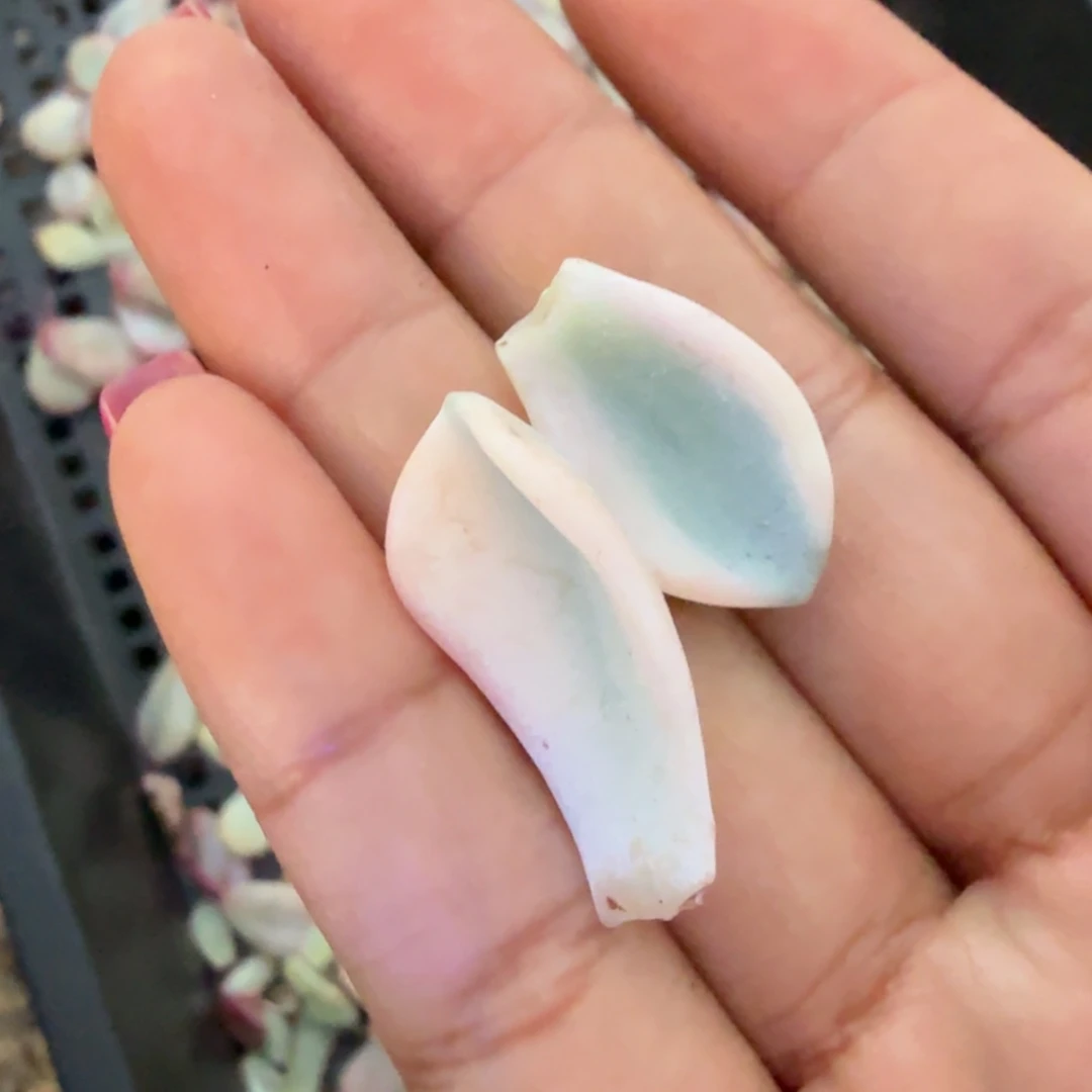 一刻的锦的锦的锦