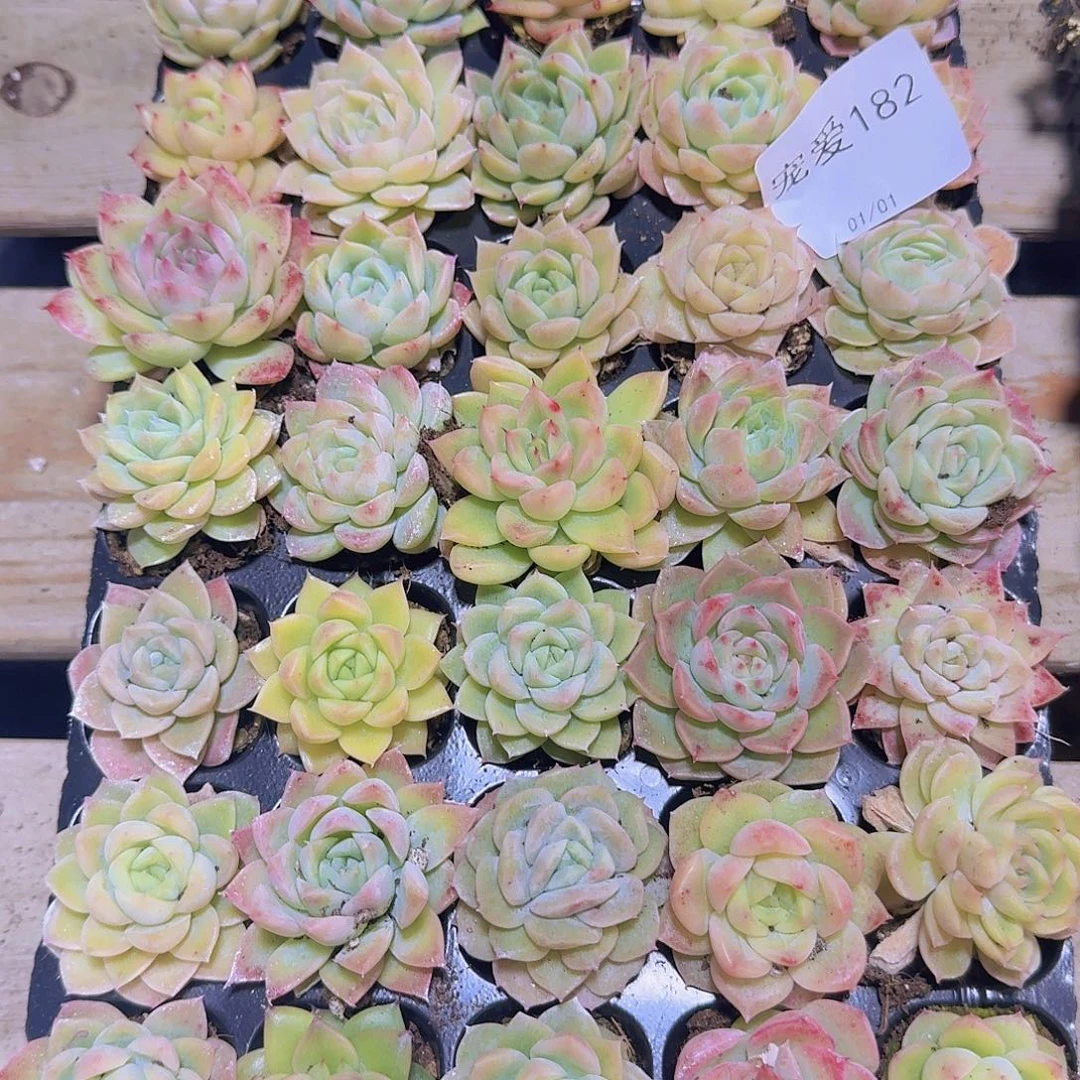 直播福利一物一拍182