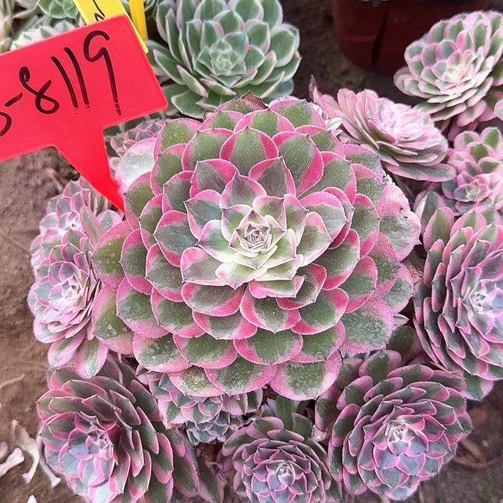 3-8119云荷多肉植物