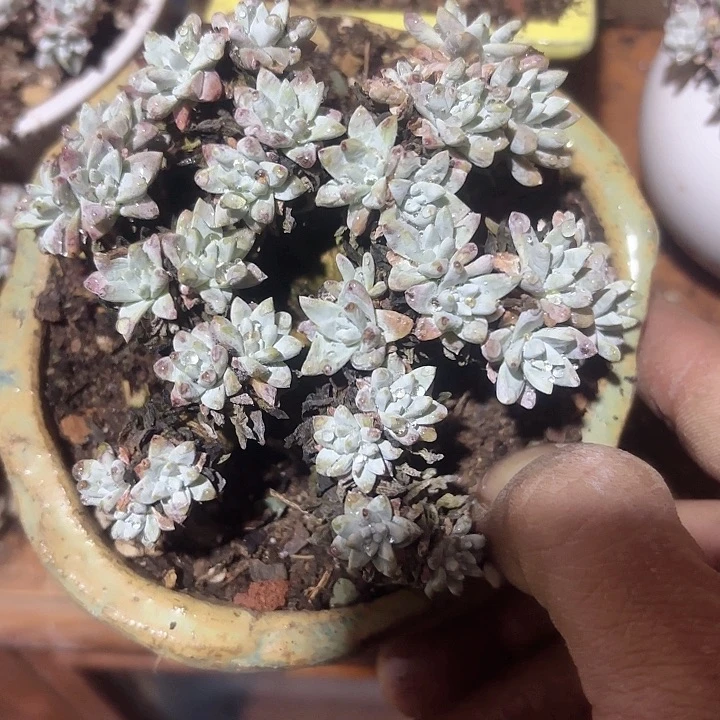 仙女杯多肉植物提取