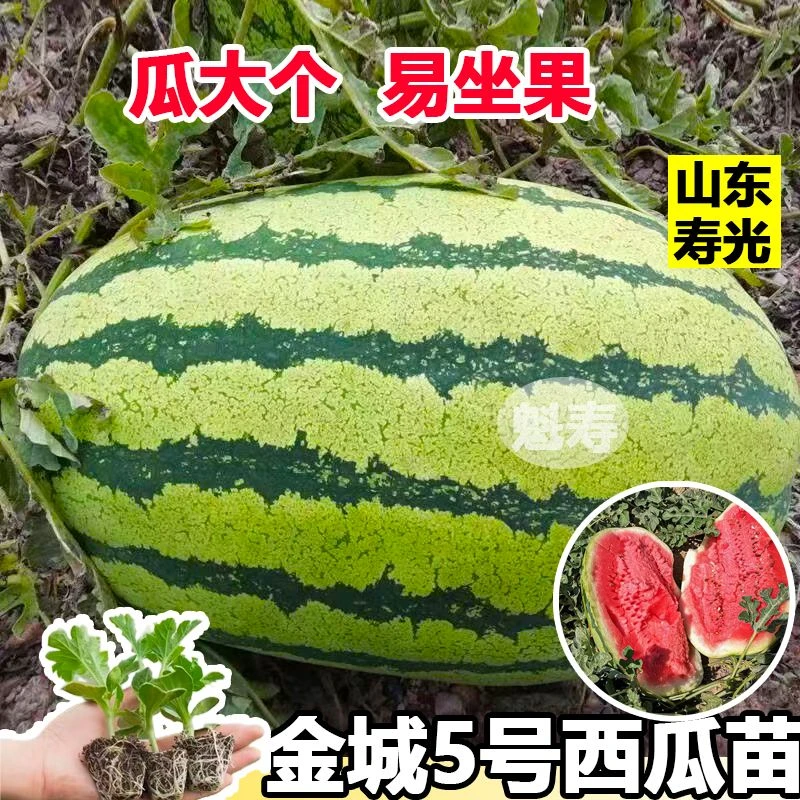 金城5号西瓜苗耐重茬西瓜种早熟甜冠巨型懒汉西瓜种籽四季高产