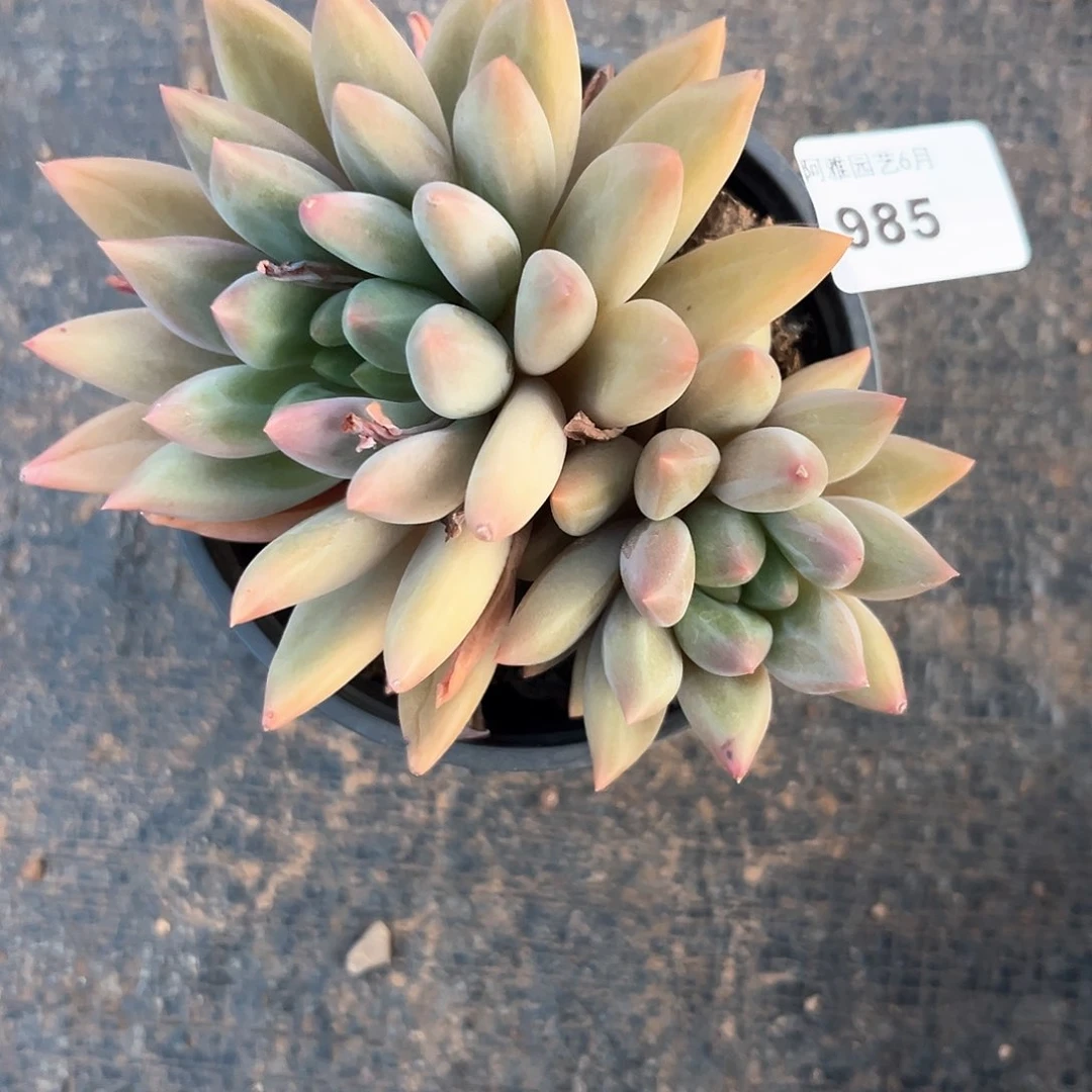 阿雅园艺。    985红蜻蜓