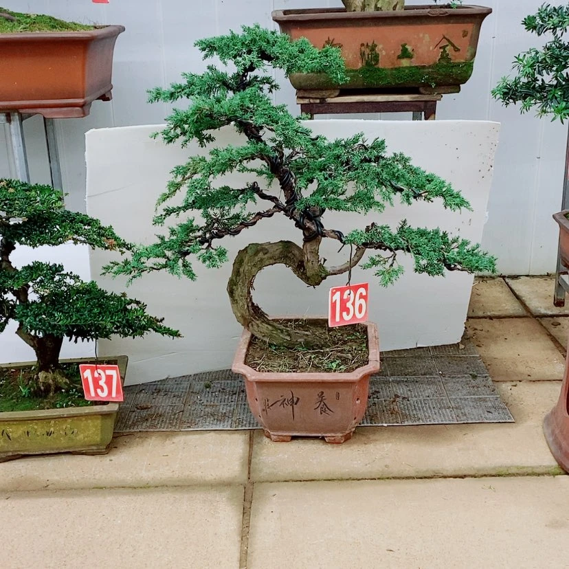 【闪购商品】济州真柏