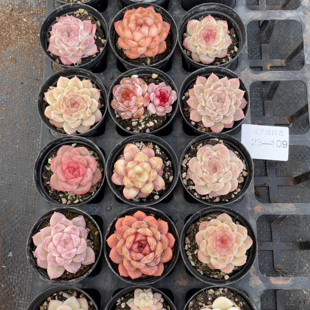 陈****》一物一拍18颗23-109