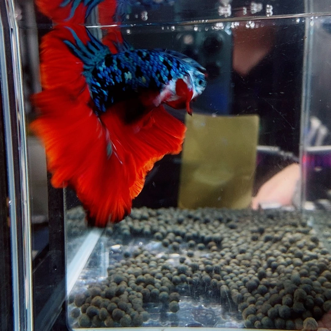 壹***条斗鱼黑159号巨斗半月