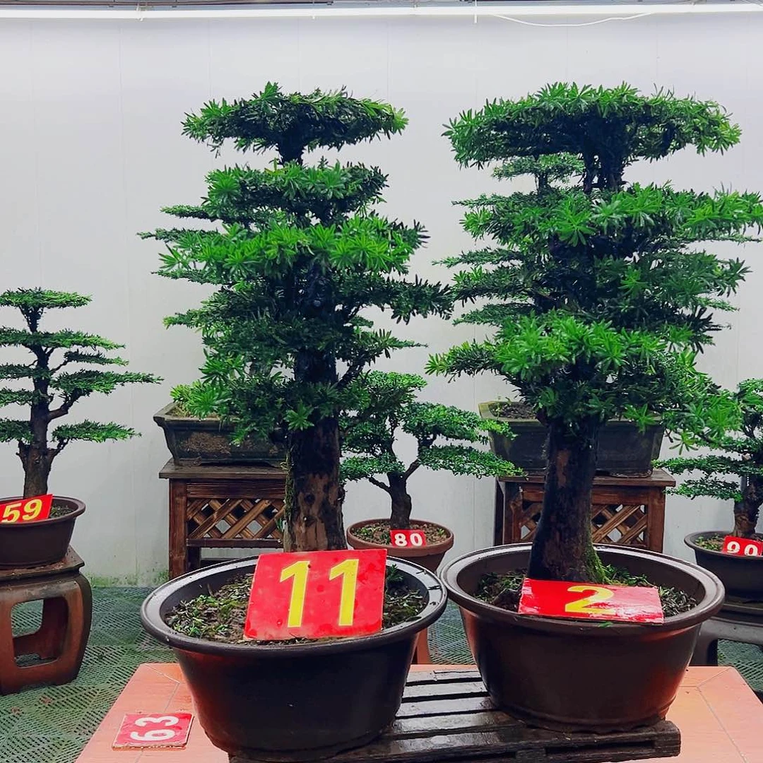 不开花植物罗汉松
