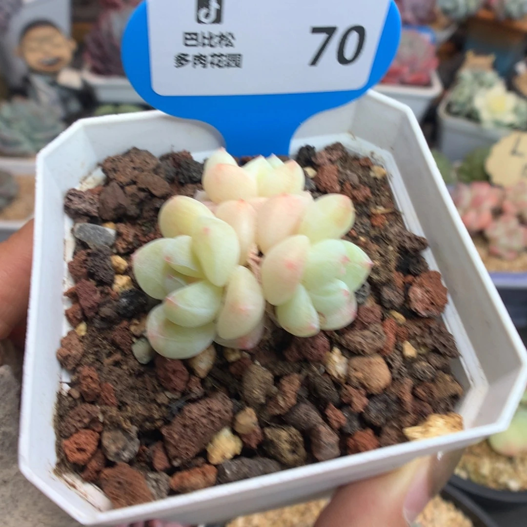 70三头冰玉多肉植物