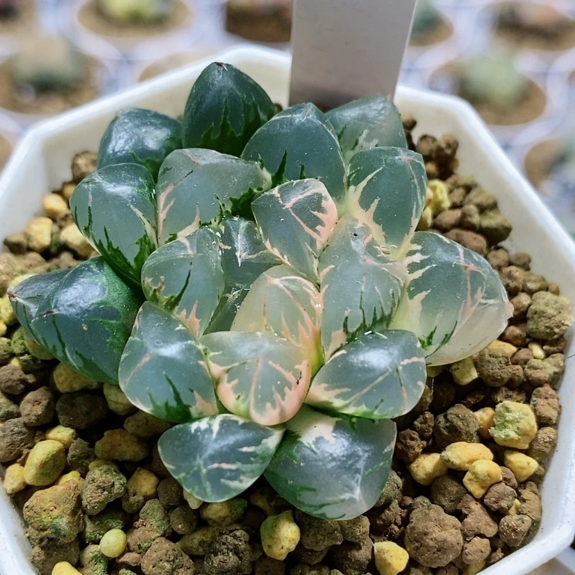 【闪购商品】13北极