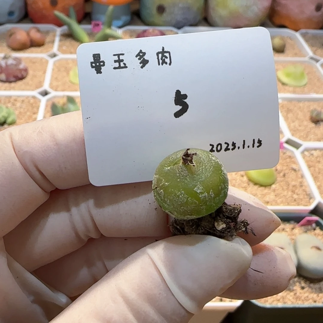 w***l多肉多肉多肉1.15-005