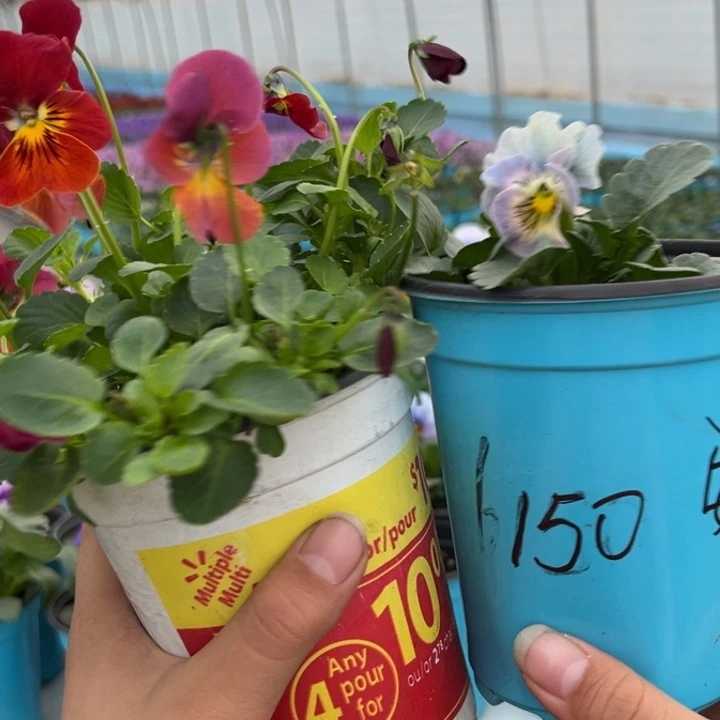 大部分花苞少量开放6150