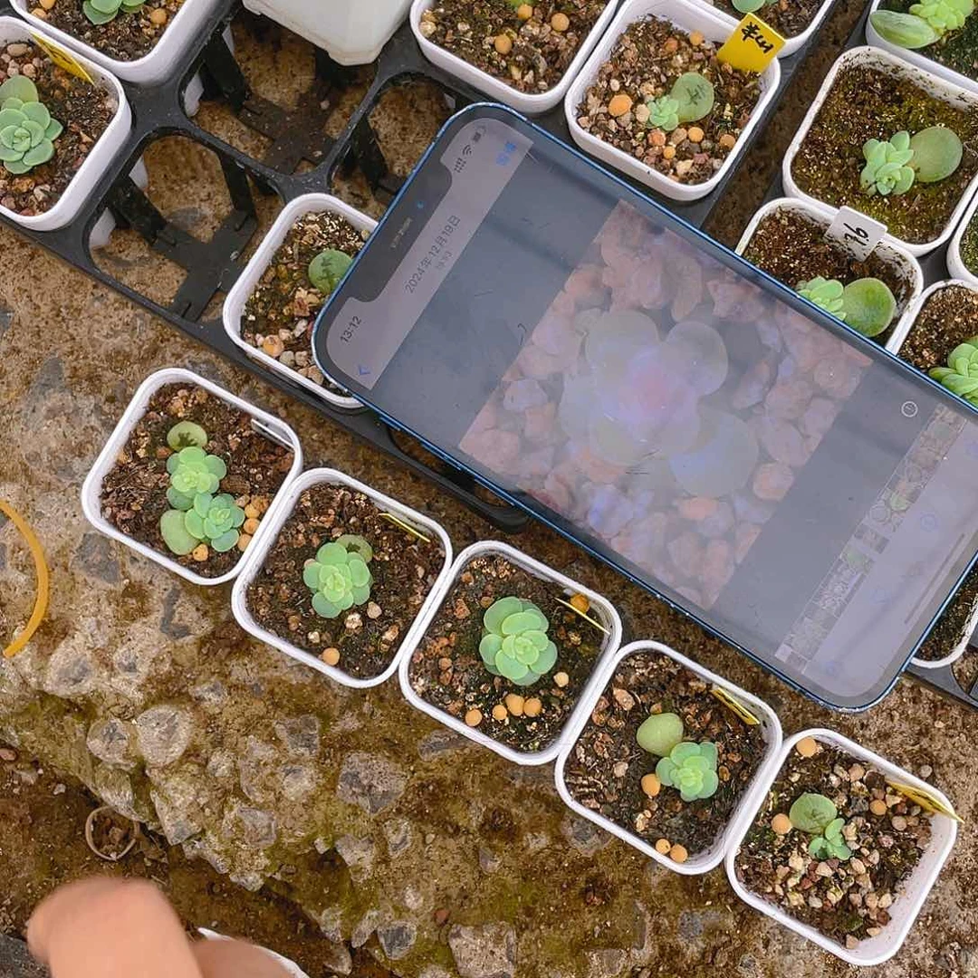 半山白盆一个满25包邮