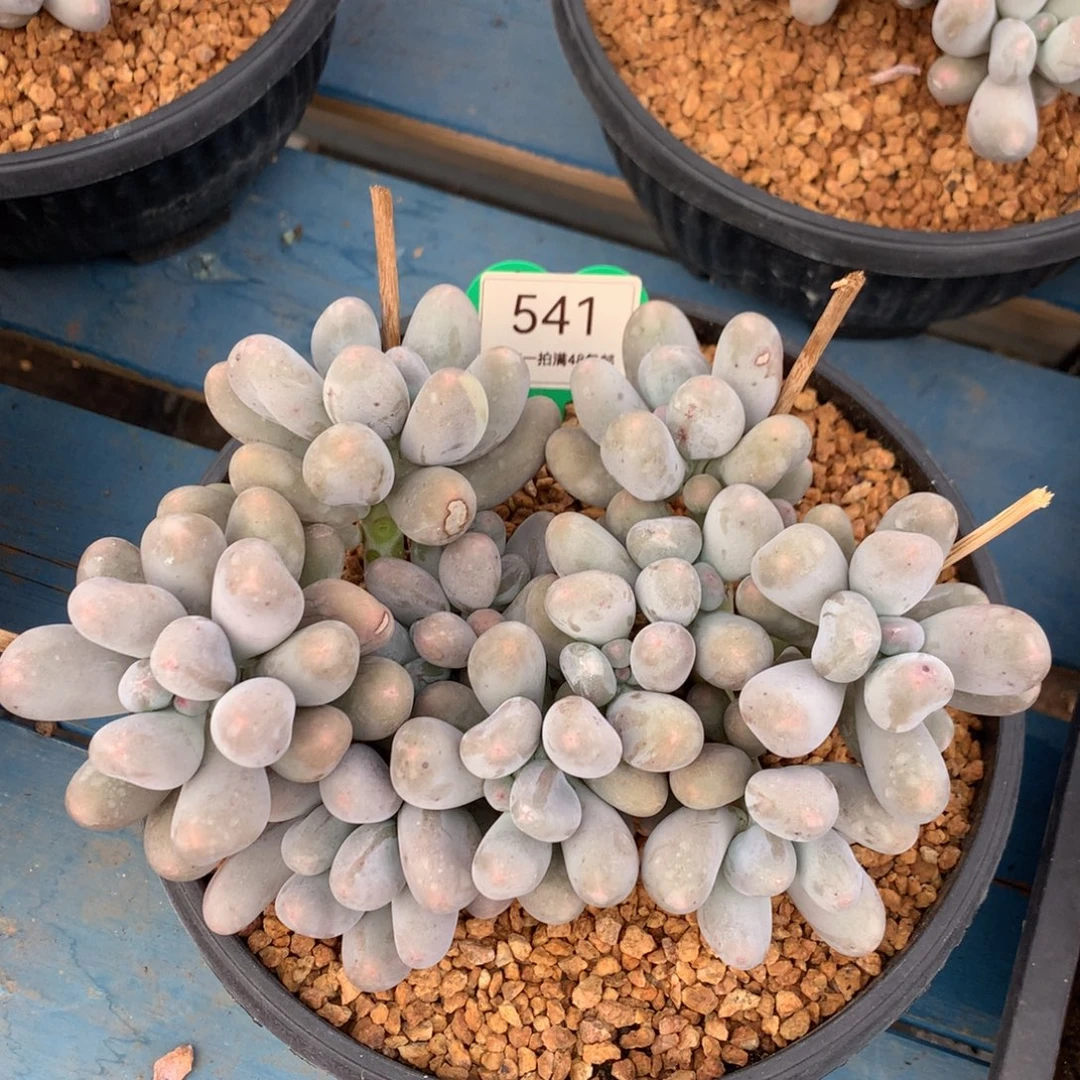 米可奶无砍老桩541