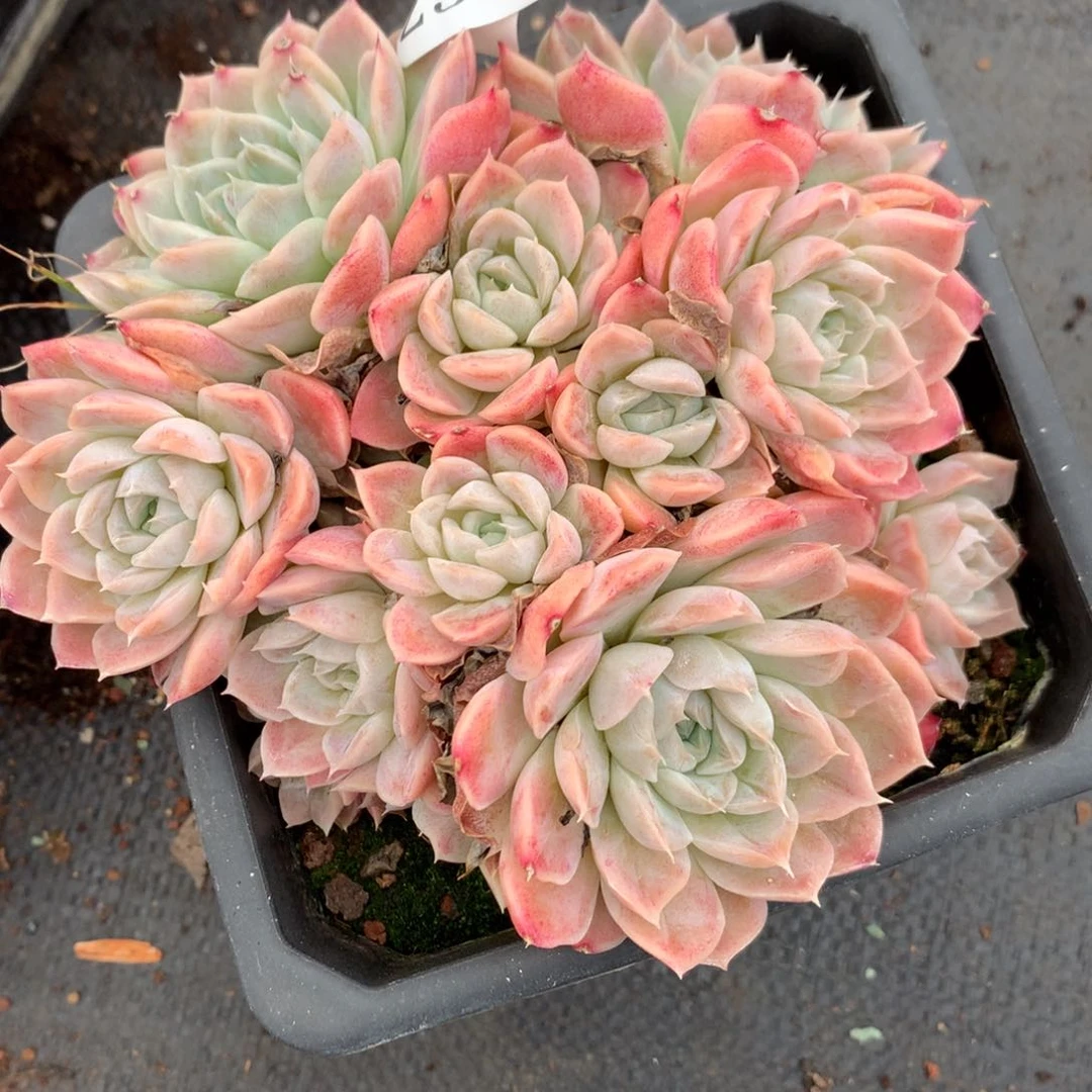 2541杂交多肉植物