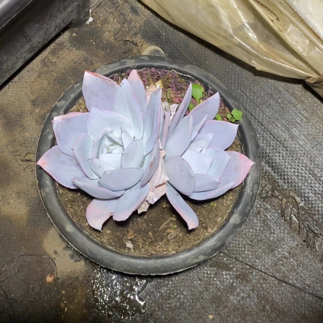 一物一拍一物一拍广寒宫