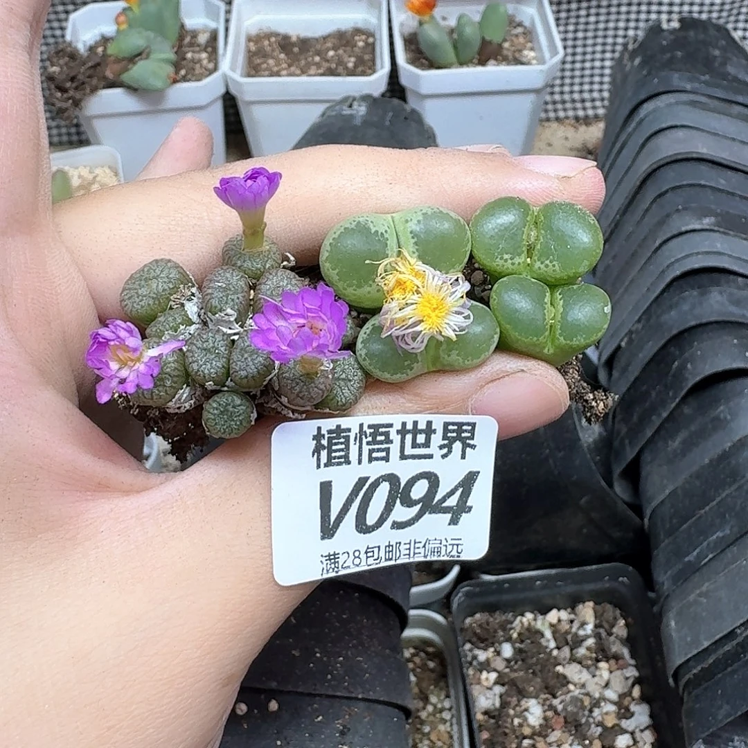 多肉植物的润泽dg