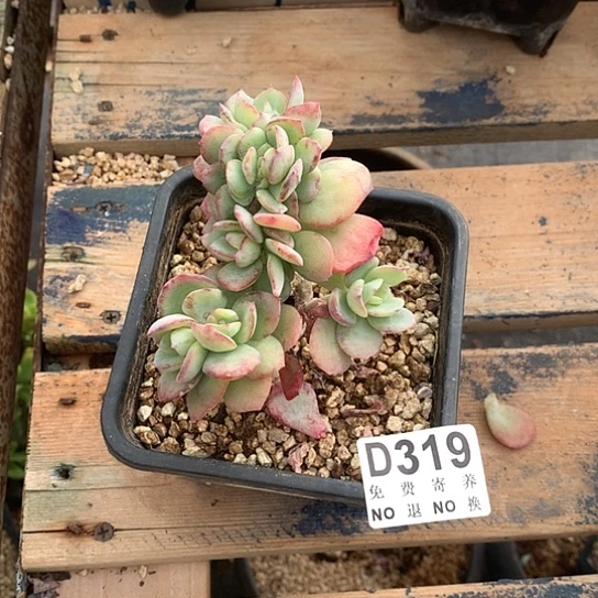 天鹅绒缀化319 亏本处理退款拉黑7-8天发货