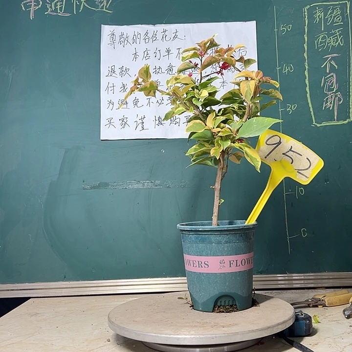 当前无花栽培后可以开花拉菲泰红 952