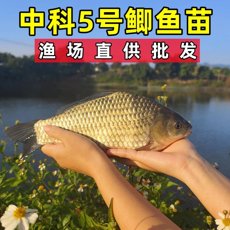 鲫鱼苗批发正宗中科5号鲫鱼苗大板鲫淡水养殖黄金鲫鱼苗