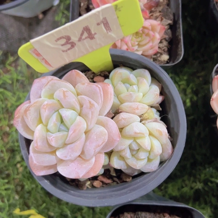 健健康康平平安安