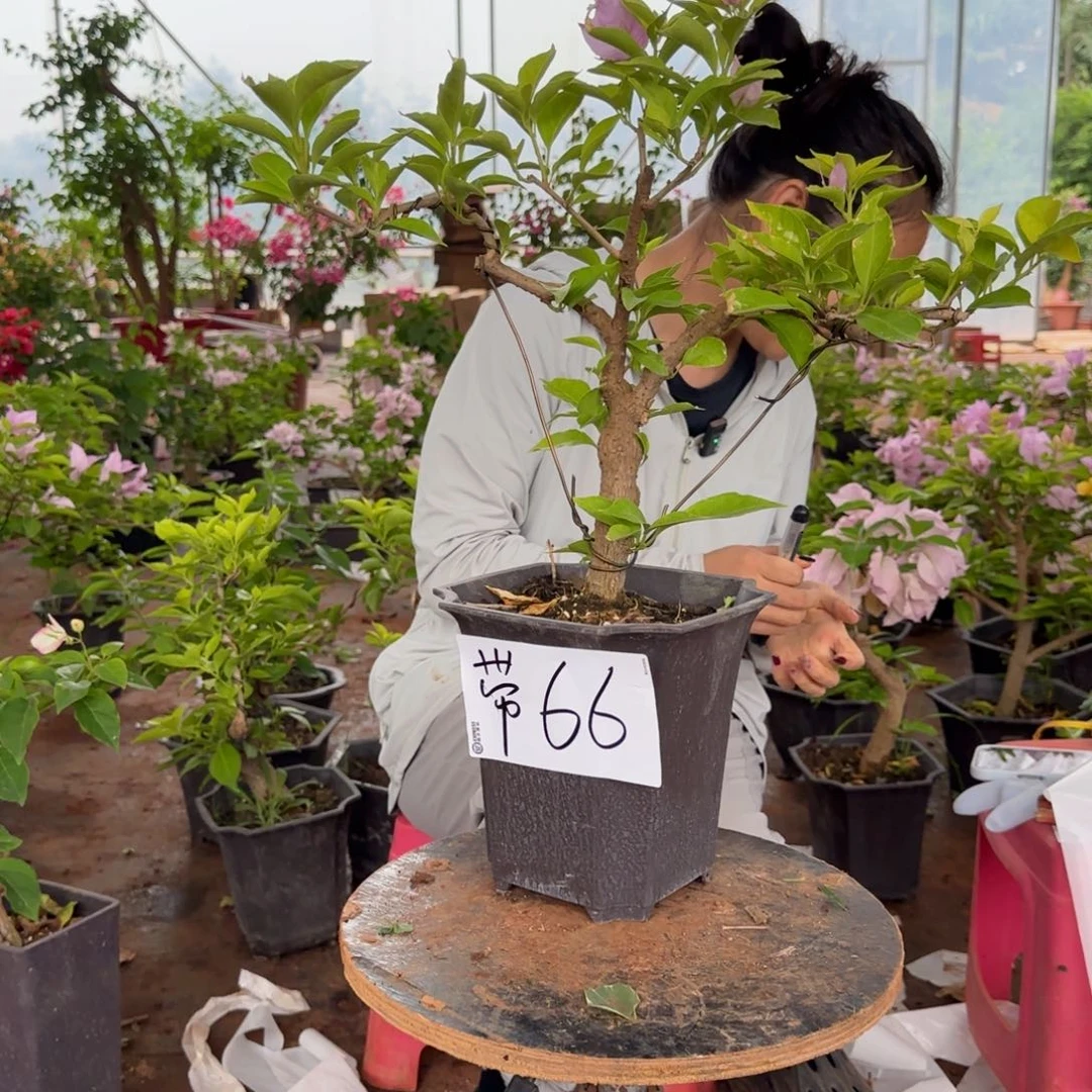 大部分花苞少量开放金夫人 66