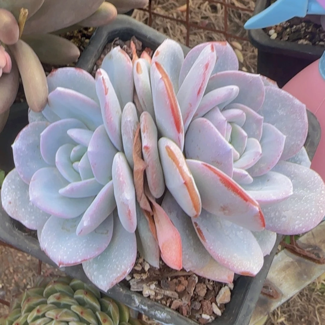 【闪购商品】双头奶茶19.9