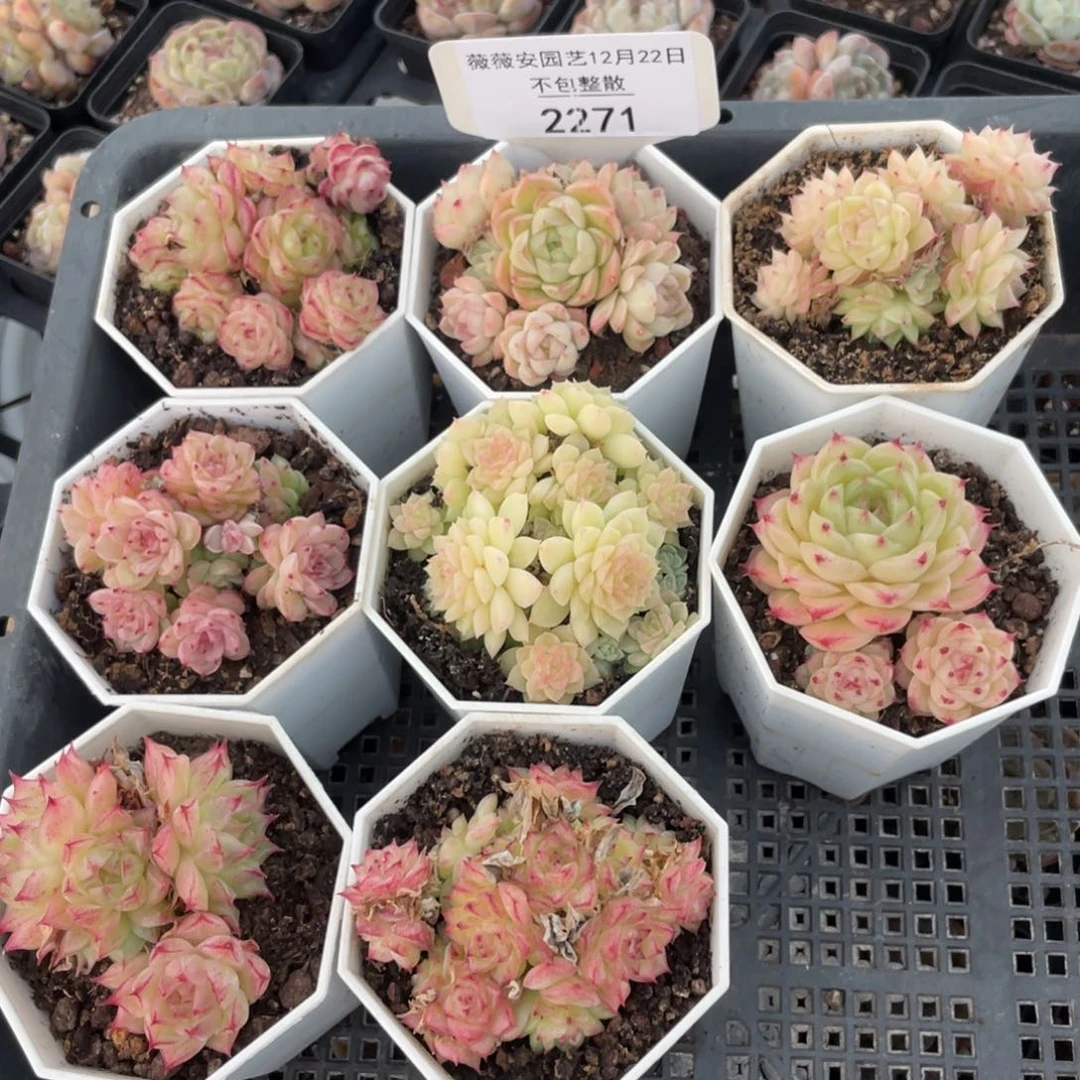 不包整散 盆子不售后2271