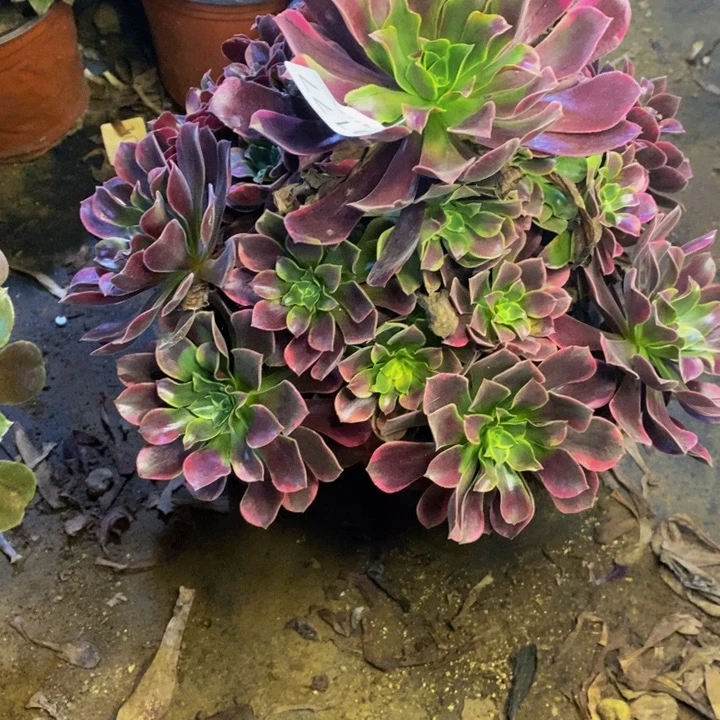 金丝雀多肉断头不包0177