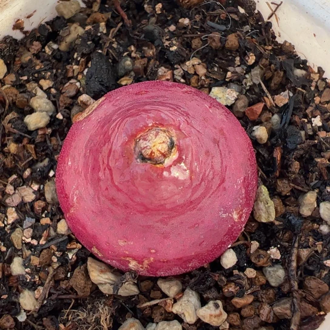 多肉植物百科258