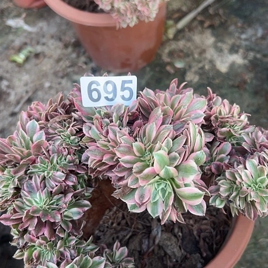 花***语多肉植物子实体一个女巫695