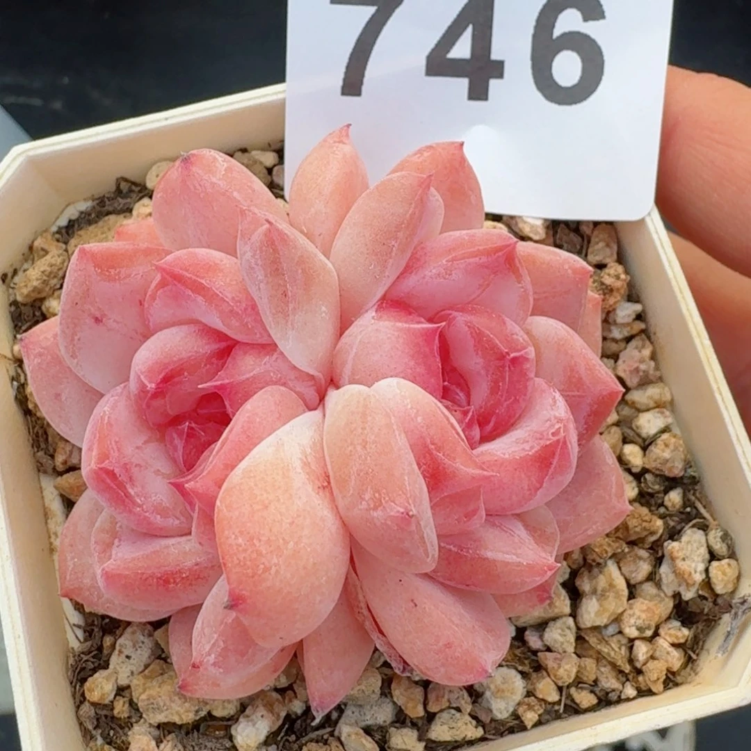 双心         精品多肉
