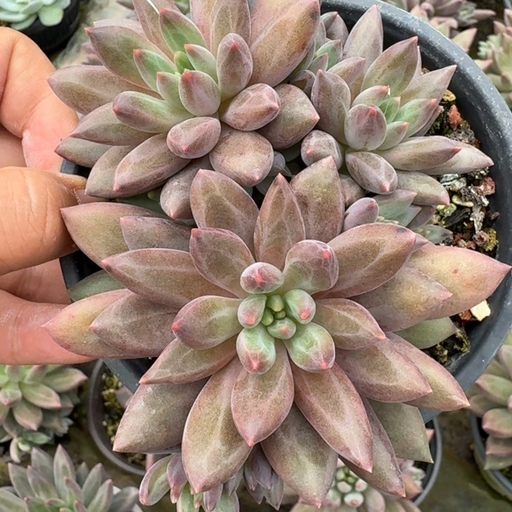 红蜻蜓多肉植物啊