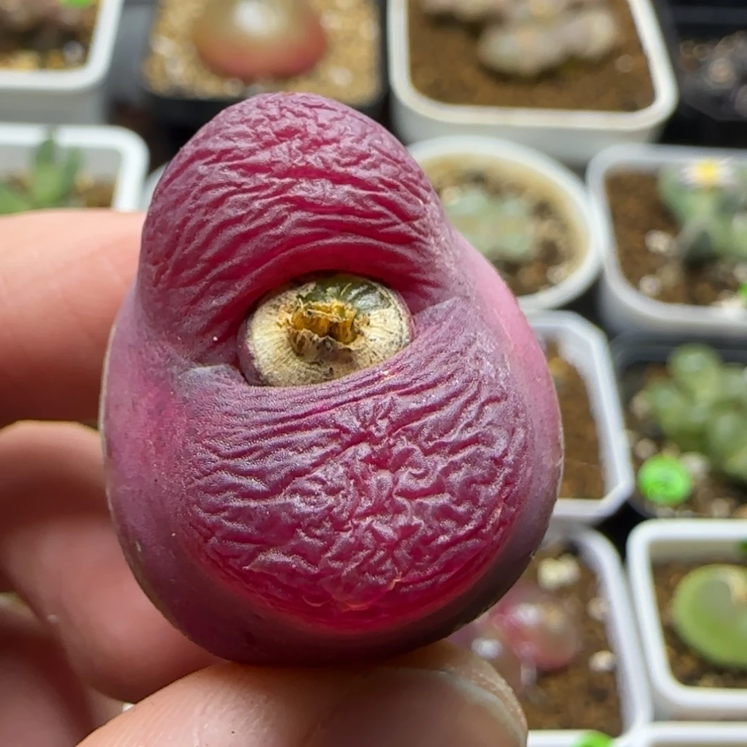 大肚子丝绒2.6+多肉植物458