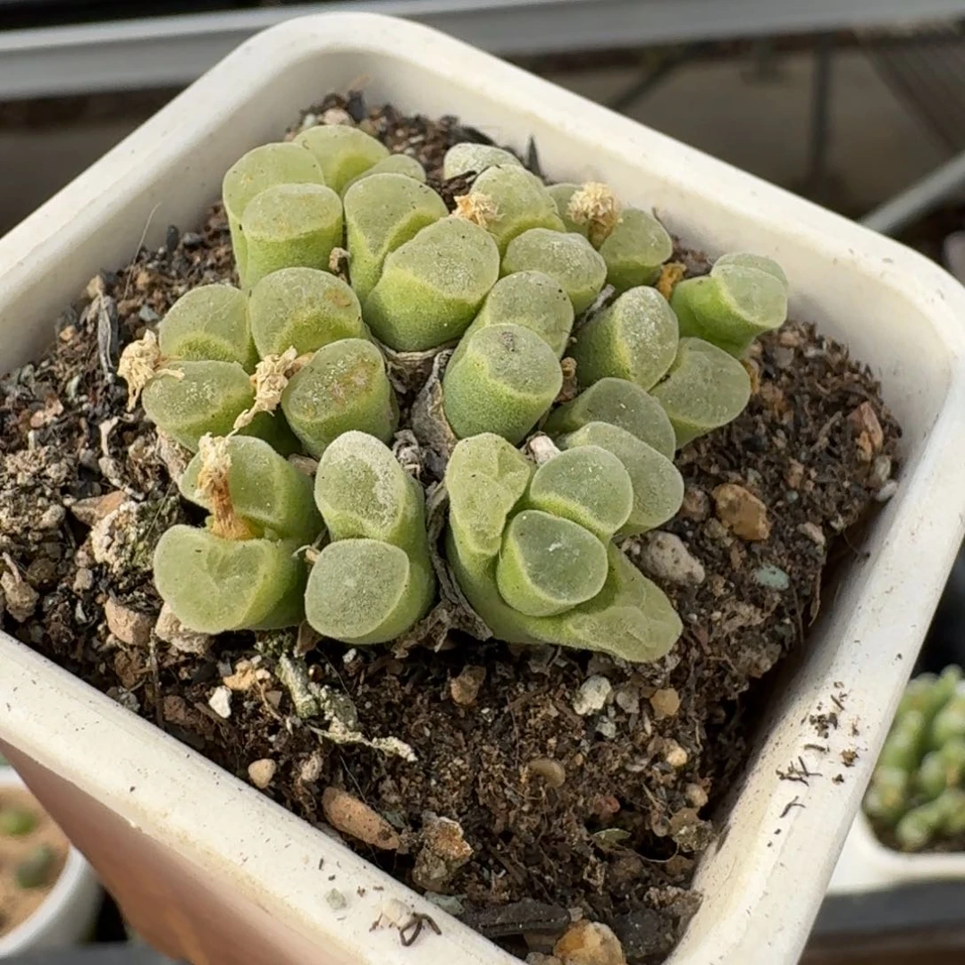 兔*5-5p p p p p p p p