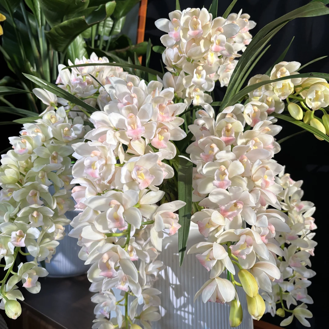 【伊丽莎白女王】101粉白色8支起发送花盆室内盆栽大花蕙兰基地直发