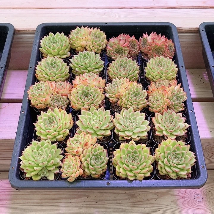 闪光混发多肉植物