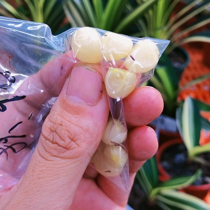 【闪购商品】完全开放用****7