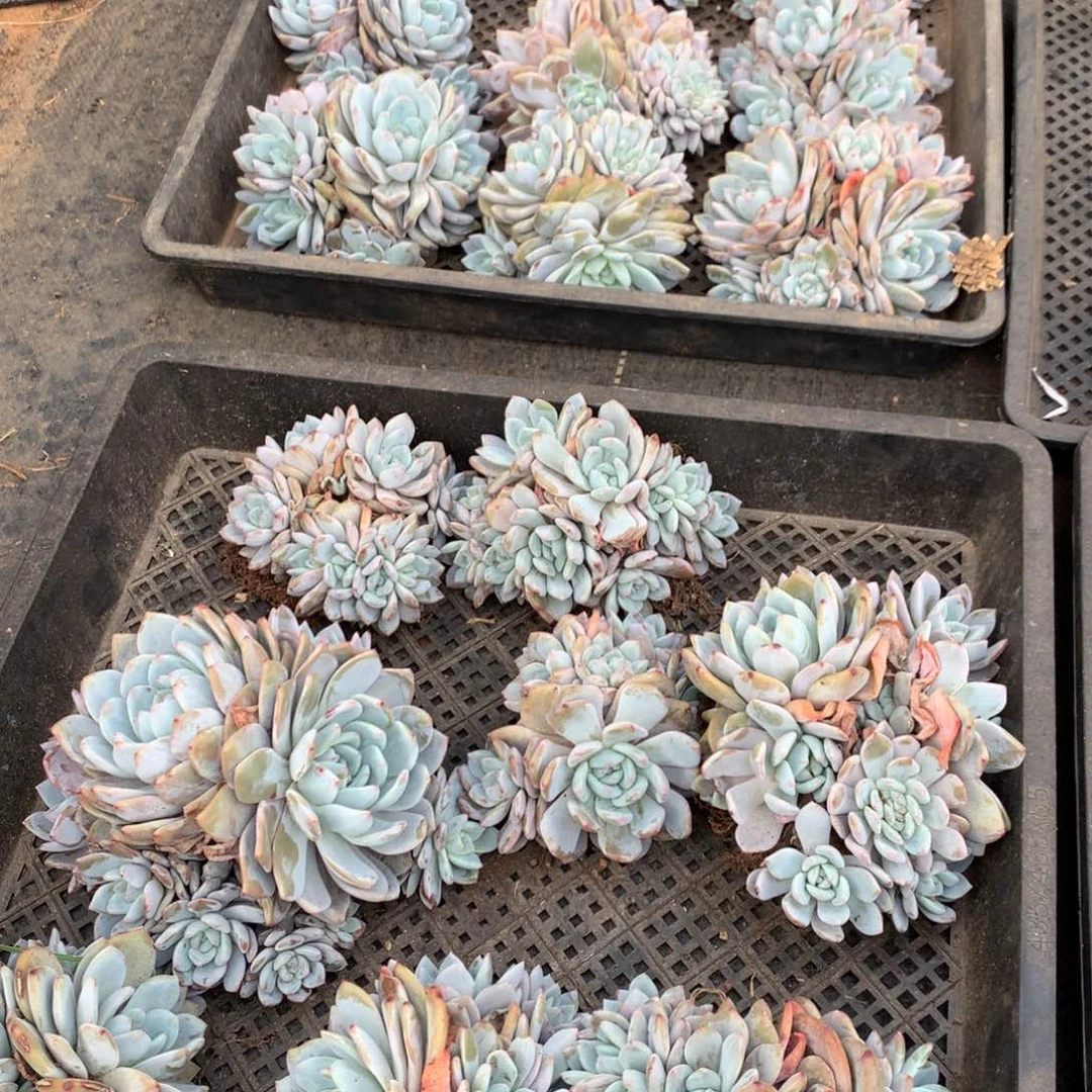 石榴籽多头，8头起，售后范围：签收起7天内，录开箱视频