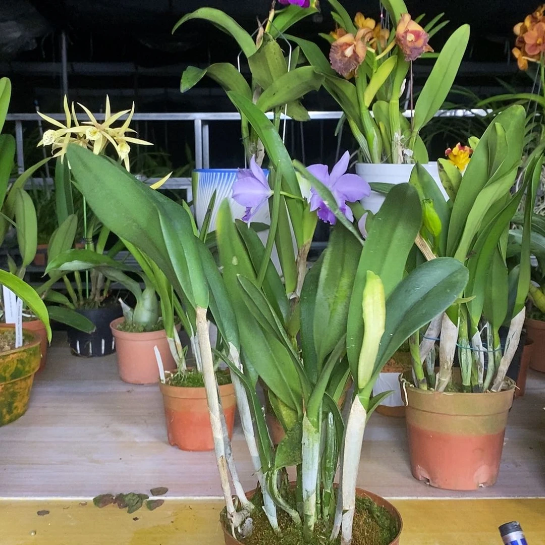 当前无花栽培后可以开花用****0苹果派