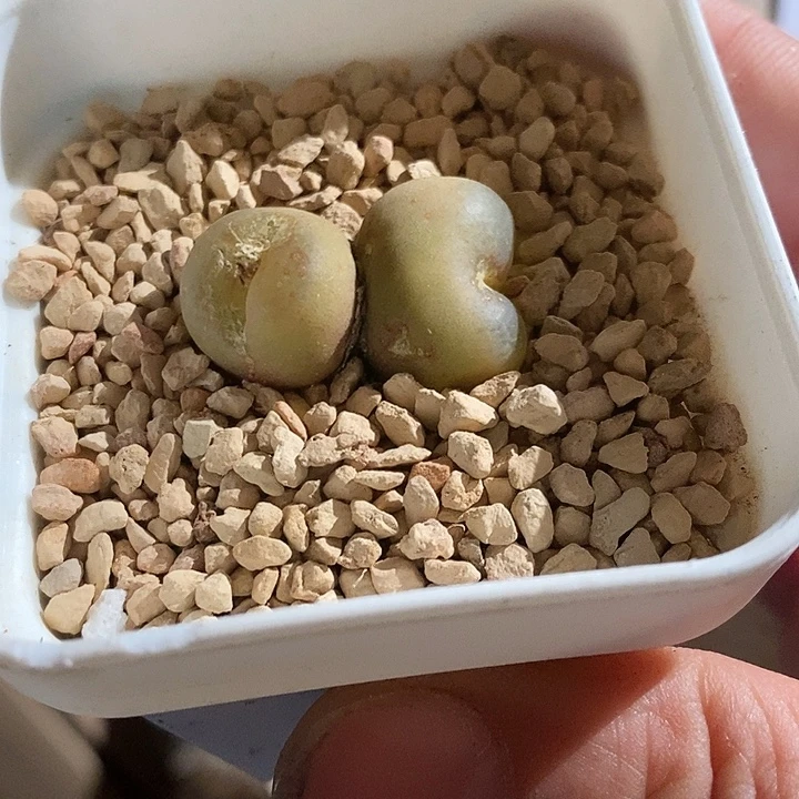 3373。 有瑕疵。    吕毛。