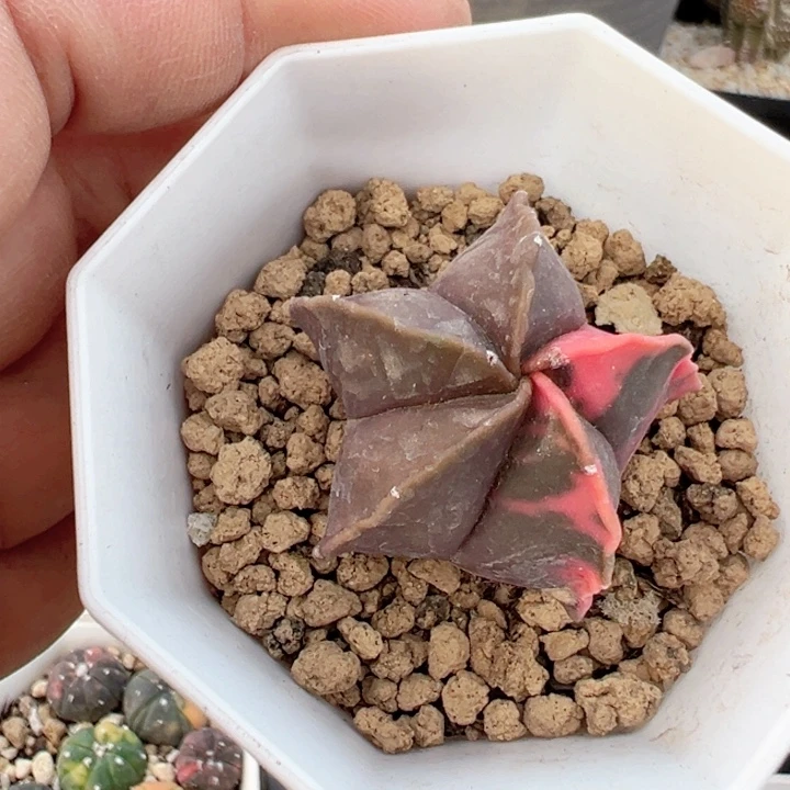 栾凤玉锦非常非常好看