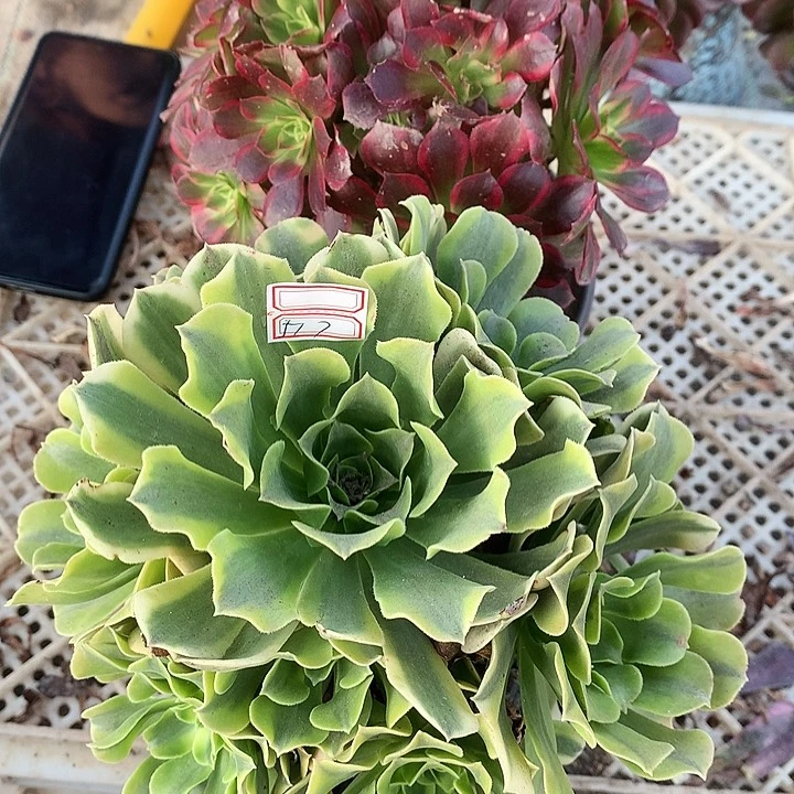 517安娜锦绿豆沙2棵多肉植物