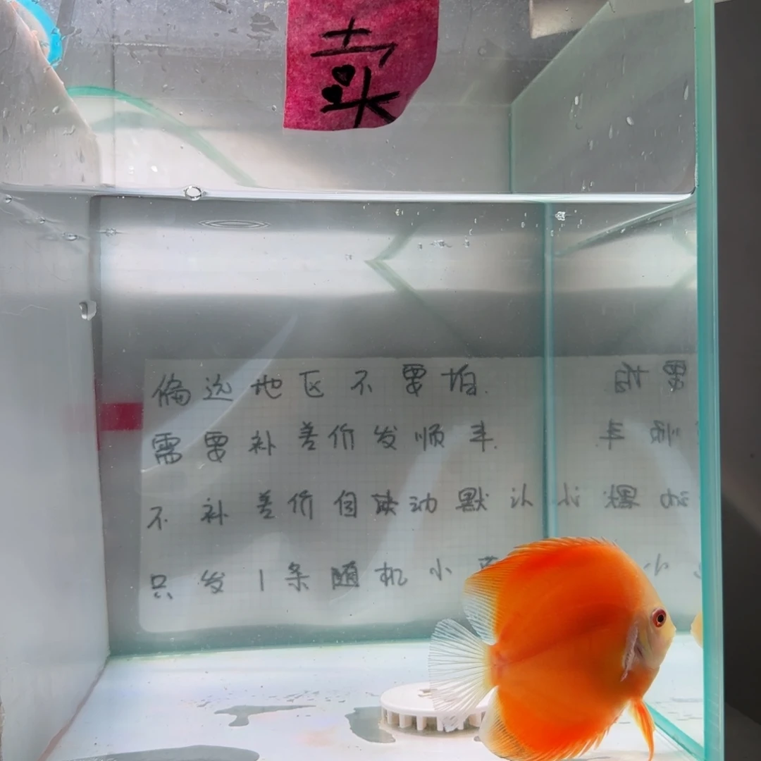 七彩神仙鱼肉身7-8偏远地区不拍