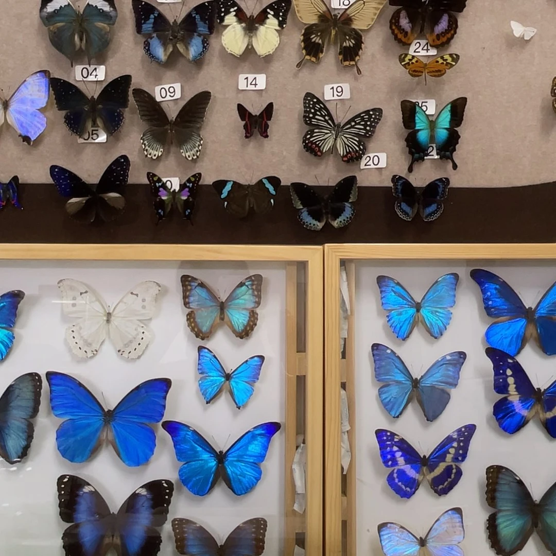 汕***）有机玻璃蝴蝶标本