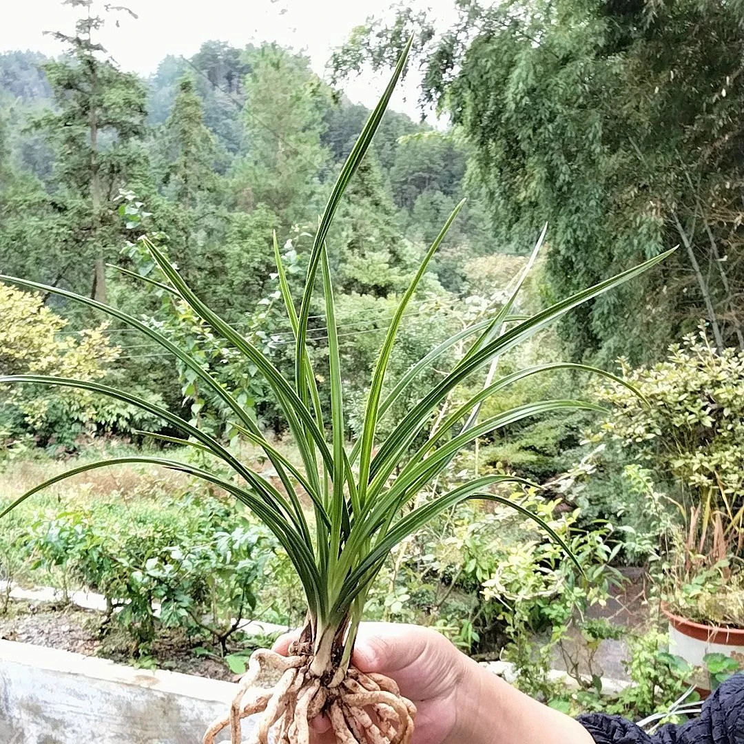 直播间一物一拍惠兰（原种）兰花参考开品，漏风漏雨养殖苗，看好下单