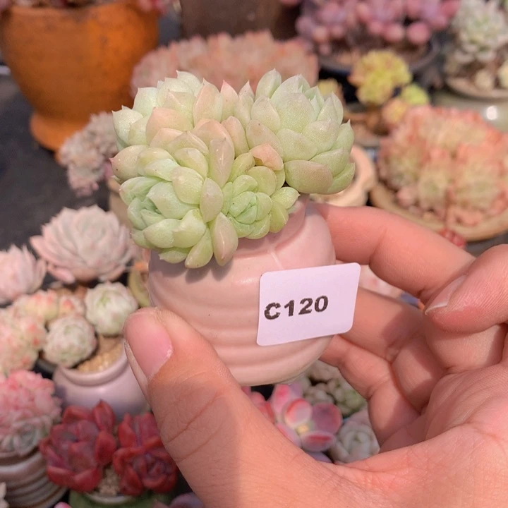 一物一拍含盆土满38包邮C120