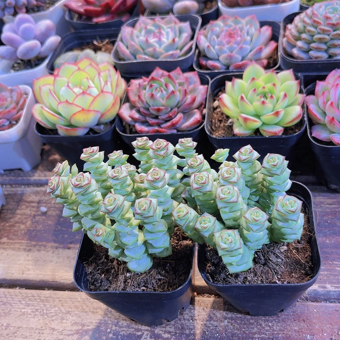 钱多多4盆福利套餐