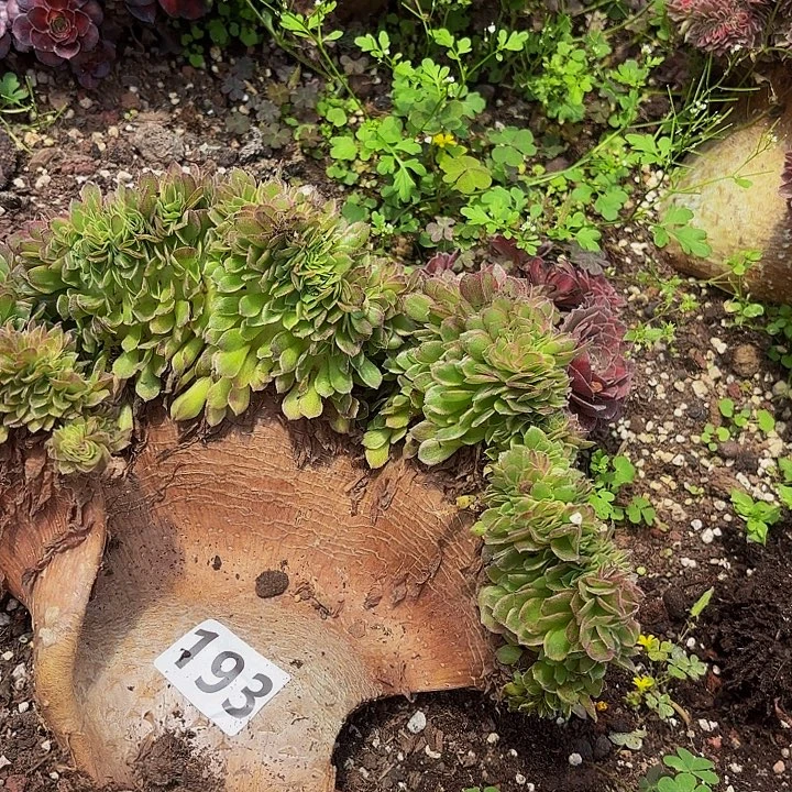 多肉植物福193个个