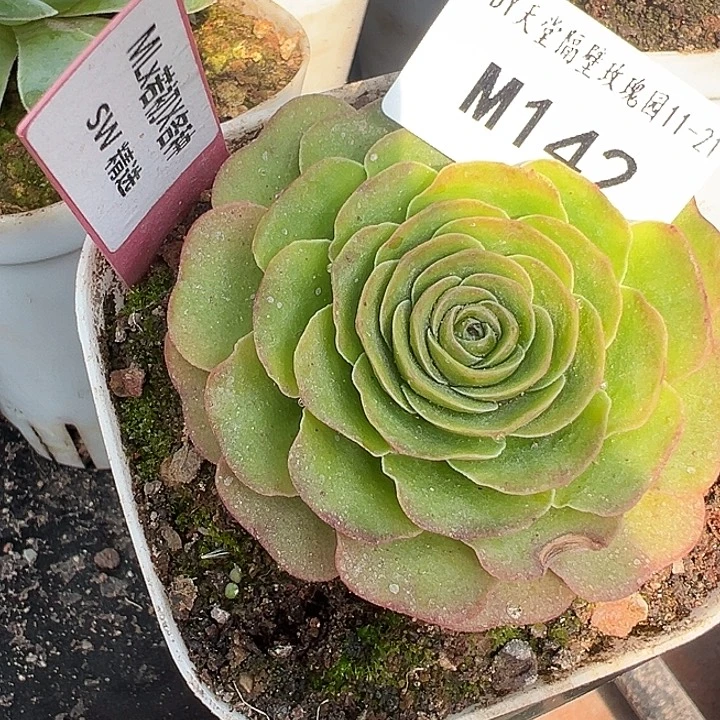 妮***三碗苗苗MS142不知名福利