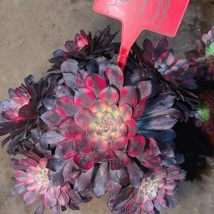 5-171烟花多肉法师