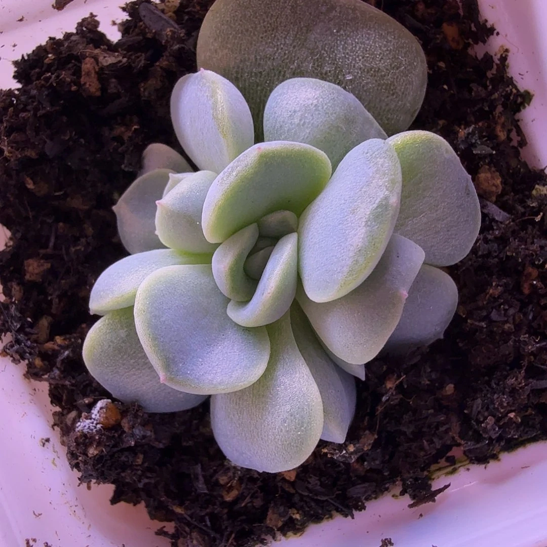 青梅甜心一物一拍